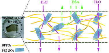 Graphical abstract: UF membrane with highly improved flux by hydrophilic network between graphene oxide and brominated poly(2,6-dimethyl-1,4-phenylene oxide)