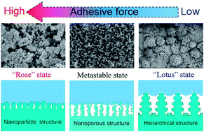 Graphical abstract: Controllable wettability and adhesion on bioinspired multifunctional TiO2 nanostructure surfaces for liquid manipulation