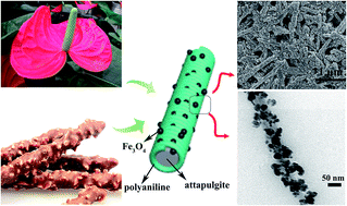 Graphical abstract: One-pot fabrication of multifunctional superparamagnetic attapulgite/Fe3O4/polyaniline nanocomposites served as an adsorbent and catalyst support