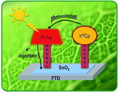 Graphical abstract: Interfacial electron transfer in photoanodes based on phosphorus(v) porphyrin sensitizers co-deposited on SnO2 with the Ir(III)Cp* water oxidation precatalyst