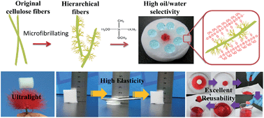 Graphical abstract: An ultralight, elastic, cost-effective, and highly recyclable superabsorbent from microfibrillated cellulose fibers for oil spillage cleanup