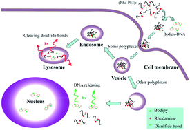 Graphical abstract: Revisiting the complexation between DNA and polyethylenimine – when and where –S–S– linked PEI is cleaved inside the cell