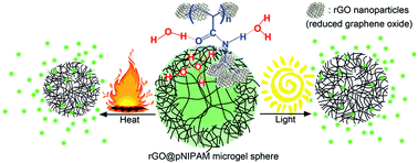 Graphical abstract: Tunable dual-stimuli response of a microgel composite consisting of reduced graphene oxide nanoparticles and poly(N-isopropylacrylamide) hydrogel microspheres