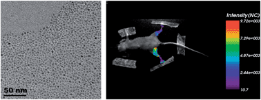 Graphical abstract: Synthesis of water well-dispersed PEGylated iron oxide nanoparticles for MR/optical lymph node imaging