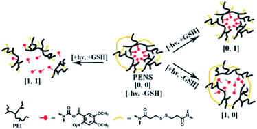 Graphical abstract: Light and reductive dual stimuli-responsive PEI nanoparticles: “AND” logic response and controllable release