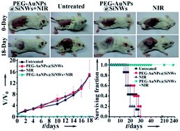 Graphical abstract: Silicon nanowire-based therapeutic agents for in vivo tumor near-infrared photothermal ablation