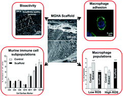 Graphical abstract: Effects of 3D nanocomposite bioceramic scaffolds on the immune response