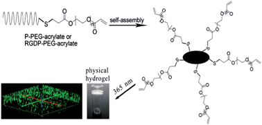 Graphical abstract: Polypeptide-engineered physical hydrogels designed from the coiled-coil region of cartilage oligomeric matrix protein for three-dimensional cell culture