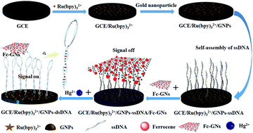 Graphical abstract: An electrochemiluminescence biosensor for sensitive and selective detection of Hg2+ based on π–π interaction between nucleotides and ferrocene–graphene nanosheets