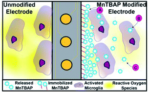 Graphical abstract: Development of superoxide dismutase mimetic surfaces to reduce accumulation of reactive oxygen species for neural interfacing applications