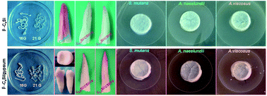 Graphical abstract: Rational design and fabrication of a β-dicalcium silicate-based multifunctional cement with potential for root canal filling treatment