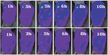 Graphical abstract: Synthesis and crystal structure of a novel copper(ii) complex of curcumin-type and its application in in vitro and in vivo imaging