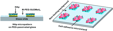 Graphical abstract: Preparation of hydroxyapatite micropatterns for the study of cell–biomaterial interactions