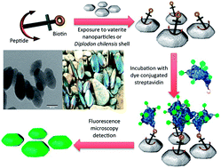 Graphical abstract: Designed peptides for biomineral polymorph recognition: a case study for calcium carbonate