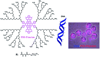 Graphical abstract: Highly water-soluble perylenediimide-cored poly(amido amine) vector for efficient gene transfection