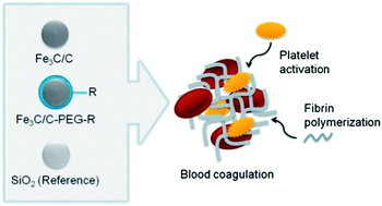 Graphical abstract: Characterization of carbon-coated magnetic nanoparticles using clinical blood coagulation assays: effect of PEG-functionalization and comparison to silica nanoparticles