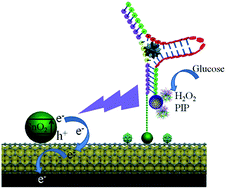 Graphical abstract: A chemiluminescence excited photoelectrochemistry aptamer-device equipped with a tin dioxide quantum dot/reduced graphene oxide nanocomposite modified porous Au-paper electrode