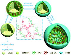 Graphical abstract: Merging of covalent cross-linking and biomimetic mineralization into an LBL self-assembly process for the construction of robust organic–inorganic hybrid microcapsules