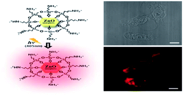 Graphical abstract: Fabrication of ZnO nanoplates for visible light-induced imaging of living cells