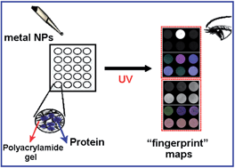 Graphical abstract: Using metal nanoparticles as a visual sensor for the discrimination of proteins
