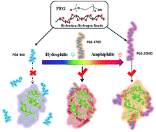 Graphical abstract: Binding characteristics between polyethylene glycol (PEG) and proteins in aqueous solution