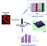 Graphical abstract: Green silver nanobioarchitectures with amplified antioxidant and antimicrobial properties