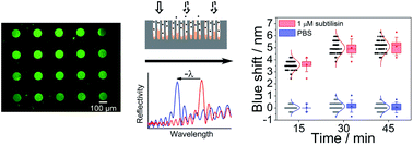 Graphical abstract: Chemical patterning on preformed porous silicon photonic crystals: towards multiplex detection of protease activity at precise positions