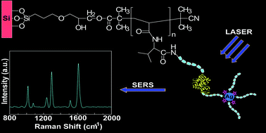 Graphical abstract: Fabrication of a SERS based aptasensor for detection of ricin B toxin