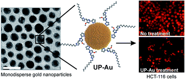 Graphical abstract: Undecylprodigiosin conjugated monodisperse gold nanoparticles efficiently cause apoptosis in colon cancer cells in vitro