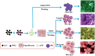 Graphical abstract: In situ synthesis, characterization and in vitro studies of ciprofloxacin loaded hydroxyapatite nanoparticles for the treatment of osteomyelitis