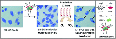 Graphical abstract: NIR excitation of upconversion nanohybrids containing a surface grafted Bodipy induces oxygen-mediated cancer cell death