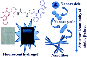 Graphical abstract: Self-programmed nanovesicle to nanofiber transformation of a dipeptide appended bolaamphiphile and its dose dependent cytotoxic behaviour