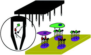 Graphical abstract: Peptide microarrays for the discovery of bioactive surfaces that guide cellular processes: a single step azide–alkyne “click” chemistry approach