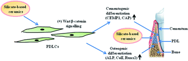 Graphical abstract: Silicate-based bioceramics for periodontal regeneration