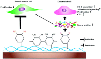 Graphical abstract: Modulation of protein adsorption, vascular cell selectivity and platelet adhesion by mussel-inspired surface functionalization