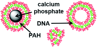 Graphical abstract: Nanocapsules of a cationic polyelectrolyte and nucleic acid for efficient cellular uptake and gene transfer