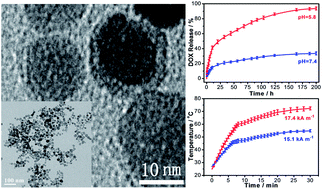 Graphical abstract: One-step hydrothermal synthesis of Fe3O4@C nanoparticles with great performance in biomedicine
