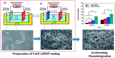 Graphical abstract: Enhanced loading and controlled release of rhBMP-2 in thin mineralized collagen coatings with the aid of chitosan nanospheres and its biological evaluations
