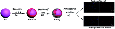 Graphical abstract: Mussel-inspired polydopamine coating as a versatile platform for synthesizing polystyrene/Ag nanocomposite particles with enhanced antibacterial activities