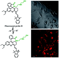 Graphical abstract: pH-activatable near-infrared fluorescent probes for detection of lysosomal pH inside living cells