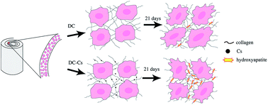 Graphical abstract: Anionic fibroin-derived polypeptides accelerate MSC osteoblastic differentiation in a three-dimensional osteoid-like dense collagen niche