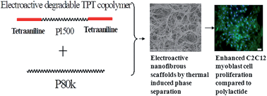 Graphical abstract: Electroactive nanofibrous biomimetic scaffolds by thermally induced phase separation