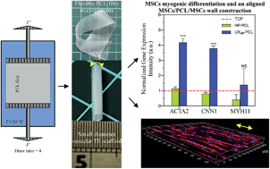 Graphical abstract: Enhancing mesenchymal stem cell response using uniaxially stretched poly(ε-caprolactone) film micropatterns for vascular tissue engineering application