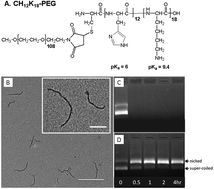 Graphical abstract: Highly compacted pH-responsive DNA nanoparticles mediate transgene silencing in experimental glioma