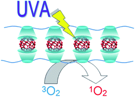 Graphical abstract: Water-soluble inclusion complex of fullerene with γ-cyclodextrin polymer for photodynamic therapy