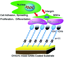 Graphical abstract: Directing the fate of human and mouse mesenchymal stem cells by hydroxyl–methyl mixed self-assembled monolayers with varying wettability