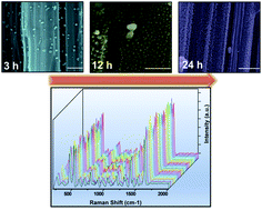 Graphical abstract: Large area uniform deposition of silver nanoparticles through bio-inspired polydopamine coating on silicon nanowire arrays for practical SERS applications