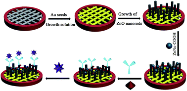 Graphical abstract: A near-infrared light photoelectrochemical immunosensor based on a Au-paper electrode and naphthalocyanine sensitized ZnO nanorods