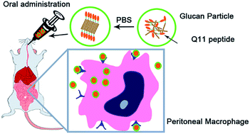 Graphical abstract: In situ self-assembly of peptides in glucan particles for macrophage-targeted oral delivery