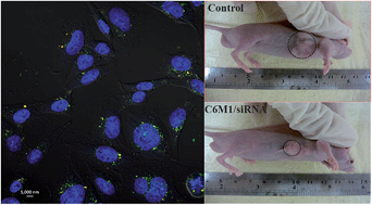 Graphical abstract: In vitro and in vivo therapeutic siRNA delivery induced by a tryptophan-rich endosomolytic peptide